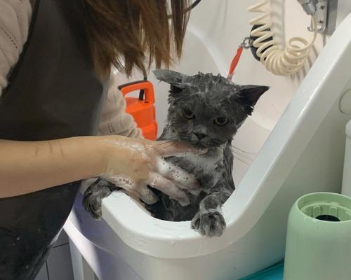 正确给猫咪洗澡的方法（以宠物为主，让你的猫咪洗澡更舒适）