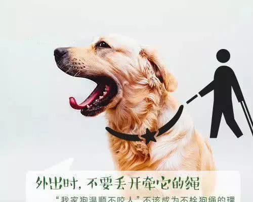 制止爱犬随意舔人，让宠物与人类和谐相处（实用技巧让您的爱犬养成好习惯）