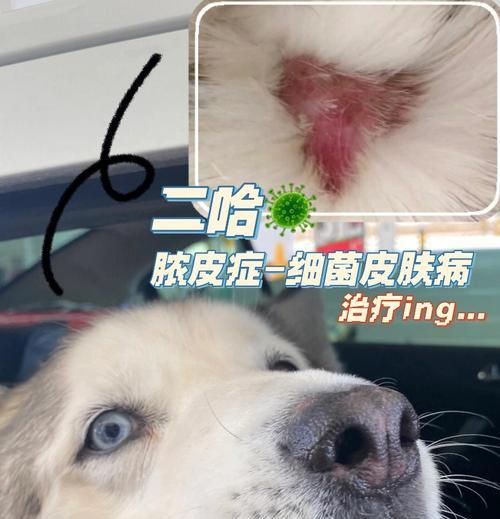哈士奇结核病治疗方案（以宠物为主的结核病防治措施）