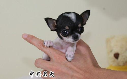 治疗吉娃娃咳嗽，从宠物健康出发