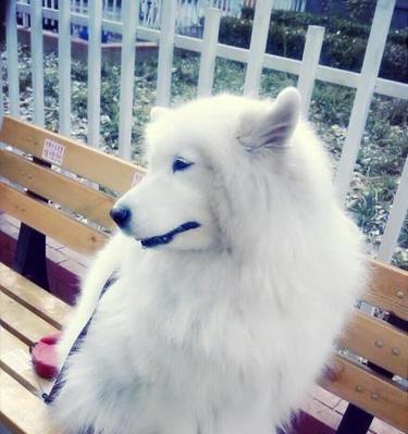 如何训练萨摩犬安静待在家中（以宠物为主，有效控制不良行为）