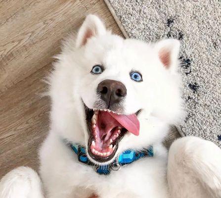 解析萨摩犬的呜呜叫（宠物犬语言沟通解析，了解犬的情绪和需求）