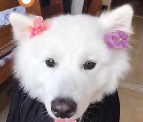 如何处理萨摩耶犬的烫伤？（萨摩耶犬烫伤后的急救与护理）
