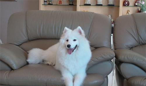 萨摩耶犬也会得富贵病？（以宠物为主，了解富贵病的发生和预防）