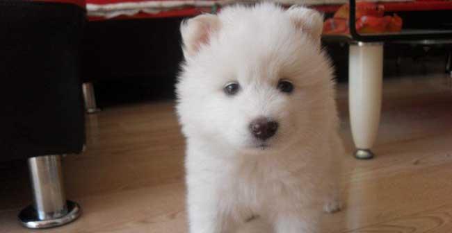 如何养护你的萌萌宠物——萨摩耶幼犬（从喂食到训练，全方位指导；）