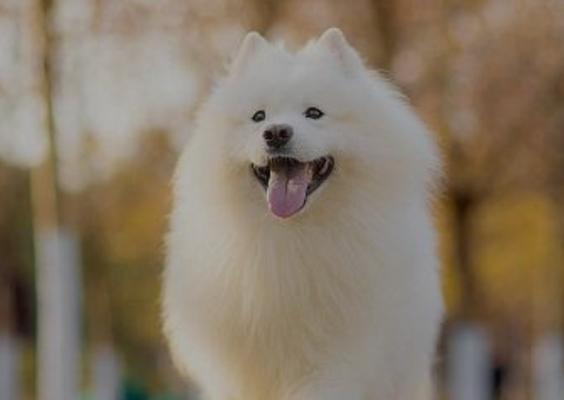 如何养护萌宠萨摩耶幼犬（从食物、环境到训练，让幼犬健康成长）