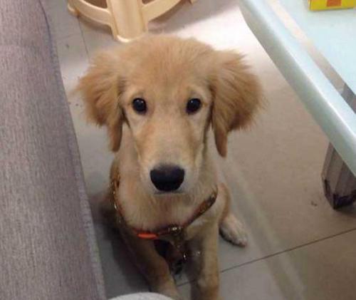 如何正确养护三个月的金毛犬（从宠物选择到日常护理，）