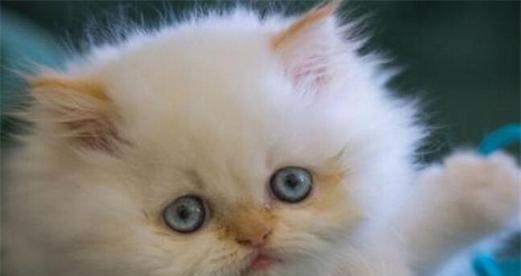 三个月小猫吃什么最好？养猫新手必看！（宠物猫咪的饮食需求与营养搭配）