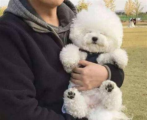 熊犬的色斑是否会影响宠物品质？（色斑的存在会对熊犬带来什么影响？）