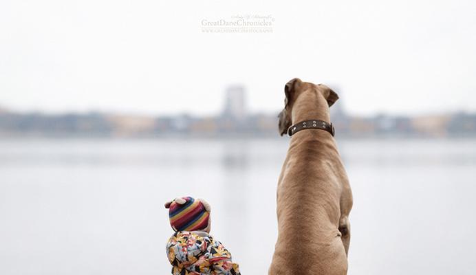 圣伯纳犬感冒，如何帮助你的宠物度过难关？（宠物照顾指南，提供有效的方法和建议）