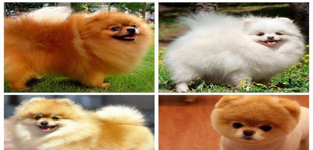 适合家庭喂养的小型犬（选择宠物犬的要点）