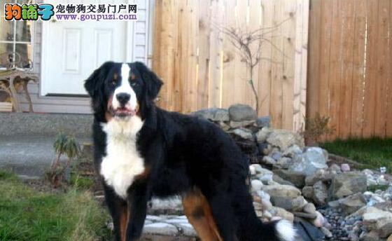 室内养伯恩山犬的必备指南（了解适合室内饲养的伯恩山犬、养护技巧及注意事项）