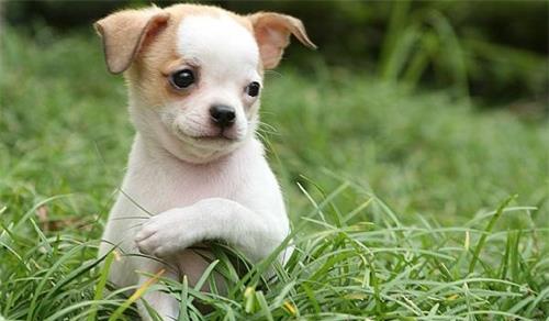 吉娃娃犬水的重要性（宠物狗身体健康的关键-水的作用）