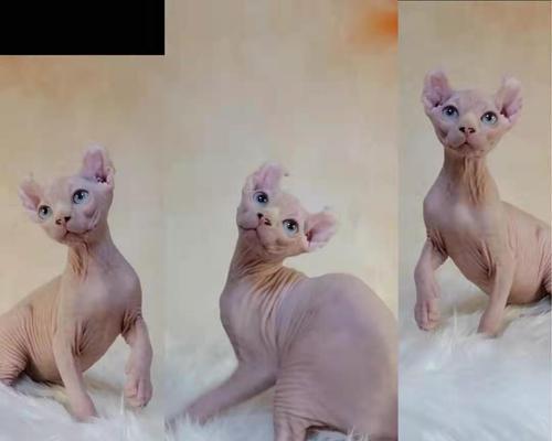 如何养护以斯芬克斯猫不臭？（轻松打造清新环境，享受愉悦宠物生活。）
