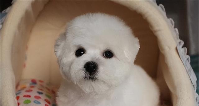饲养比熊犬的注意事项（如何照顾比熊犬成为一位好主人）