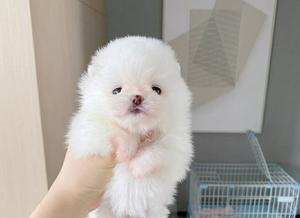 茶杯犬饲养要求（宠物生活必备，一起打造舒适家园）