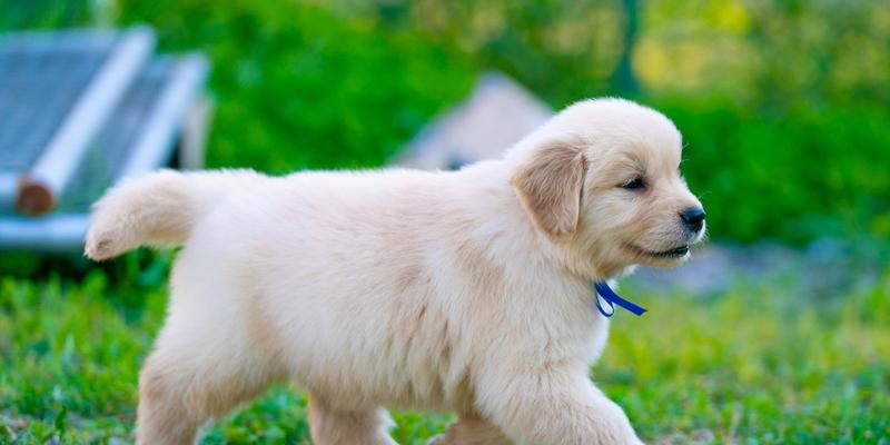 如何科学地饲养金毛幼犬（金毛幼犬饲养注意事项及关键要点）
