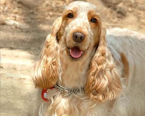 饲养可卡犬的注意事项（打造健康快乐的爱宠生活）