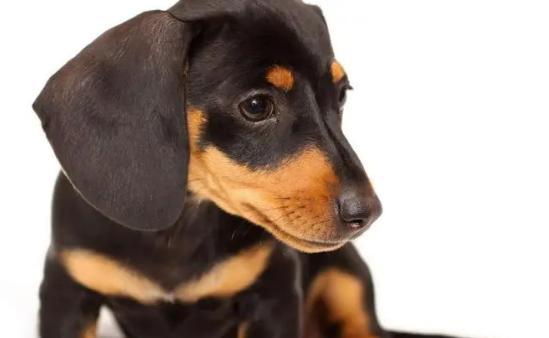 饲养腊肠犬的注意事项（让你的腊肠犬健康快乐生活）
