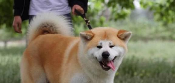 如何饲养健康秋田犬（秋田犬饲养指南）
