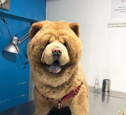 以松狮犬常见表情变化为主题的探讨（揭秘宠物犬的表情语言，让你更懂它的心理变化）