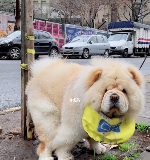 以松狮犬特别的遛狗技巧——让你和宠物一起健康快乐（如何教会松狮犬愉快地遛狗）