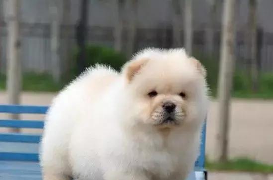 松狮犬洗澡的基本常识（宠物护理指南，打造干净整洁的松狮犬）