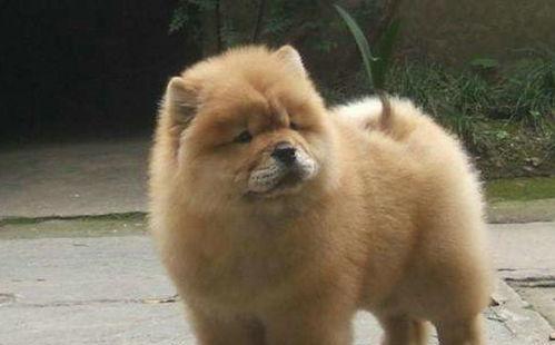 如何正确给松狮犬洗澡（宠物爱洗澡，注意事项不可少）