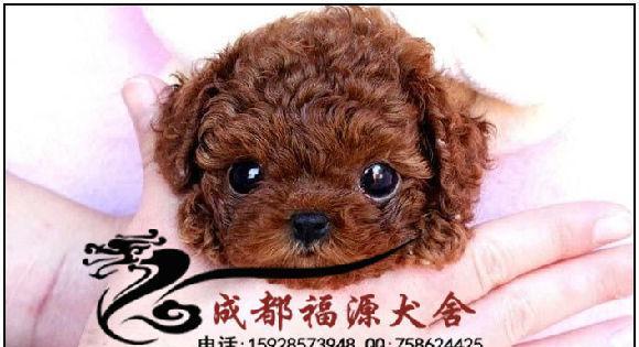 如何帮助心理受伤的松狮犬恢复健康（从宠物主人的角度出发，学习如何关爱心理受伤的松狮犬）