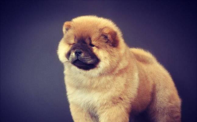 松狮犬训练指南（如何让你的松狮犬成为忠诚可爱的伙伴）