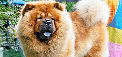 如何训练你的松狮犬握手（宠物训练技巧，轻松教会松狮犬握手）