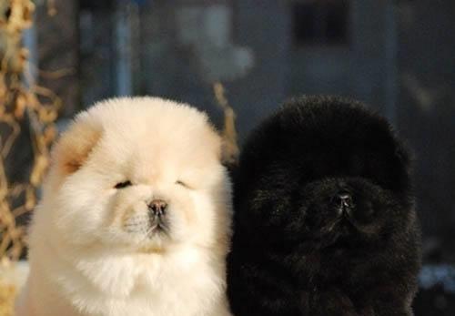 揭秘松狮犬爪子养护的误区（了解正确的爪子护理方法，让宠物的步履更自如）