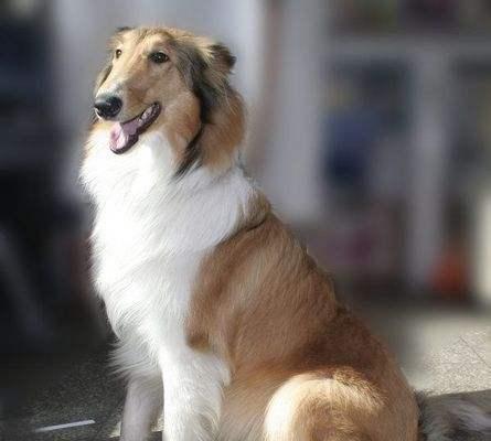 如何分辨苏格兰牧羊犬的品种（辨别苏格兰牧羊犬的特征与区别）