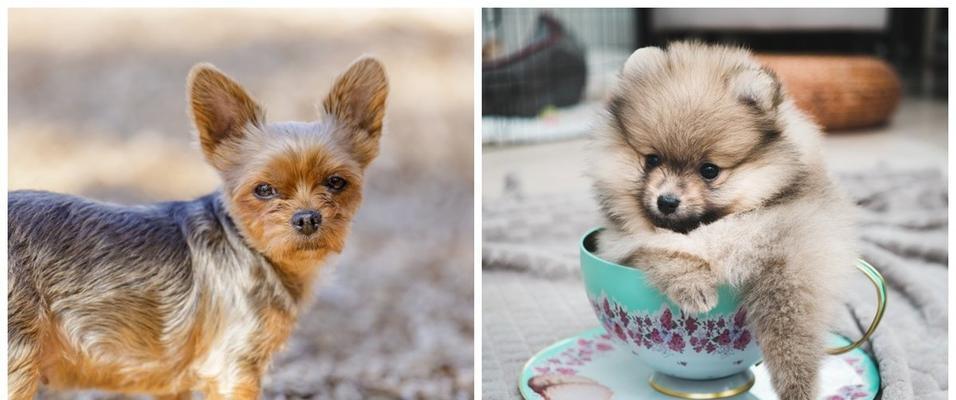 关于喂养茶杯犬的注意事项（宠物爱好者必读，让你的茶杯犬健康成长）