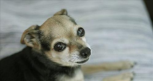 如何正确护理魏玛犬耳朵（宠物爱好者必备的护理技巧）