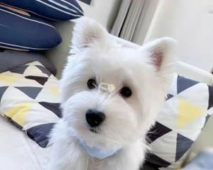 让你的宠物以西高地白梗变身美少年的秘诀（掌握以西高地白梗美容技巧，让你的宠物更加迷人动人）