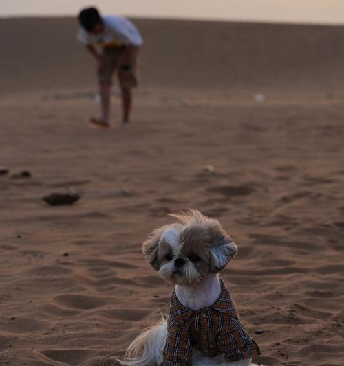 以西施犬吃太饱了怎么办？（宠物健康贴士，避免过度饮食）