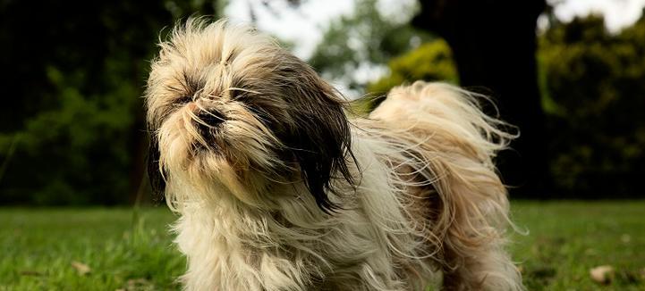 以西施犬的寿命有多少年？（探究以西施犬寿命的因素及延长方法，）