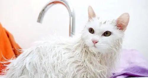 洗澡会让宠物猫应激？不仅是洗澡，这些细节也要注意！（为什么洗澡会让宠物猫应激？）