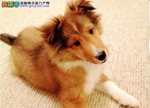 喜乐蒂幼犬肠胃疾病的防治方法（宠物主人必看！预防宠物肠胃疾病的小知识）