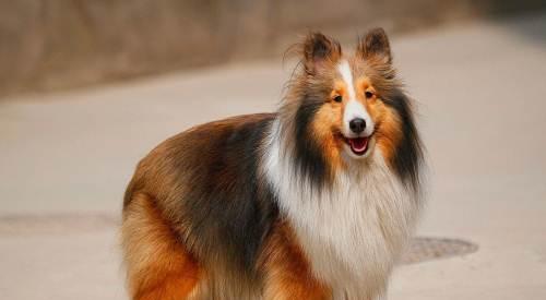 如何为喜乐蒂幼犬进行驱虫？（宠物健康保障，从预防驱虫开始）