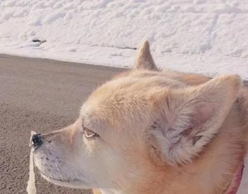 雪天里怎么给吉娃娃犬溜狗（宠物的健康需求，雪天出行要注意的细节，选择适合的路线）