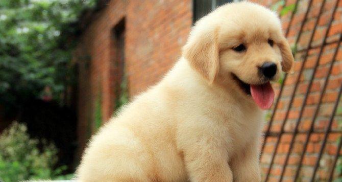 养金毛犬小狗的必备知识（详解金毛犬小狗好养吗，从饮食到训练全方位解读）