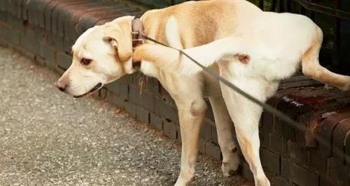 狗狗为何会走丢？（探究宠物走失的原因及预防措施）