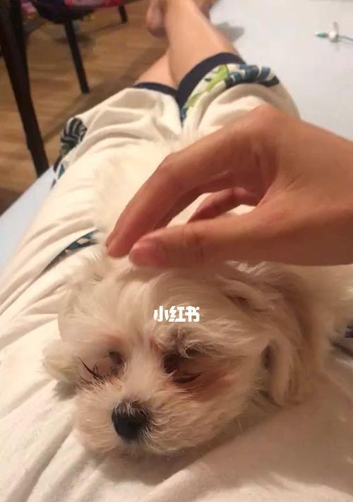 如何让你的小奶狗停止不停地叫唤？（以宠物为主，消除小奶狗不停叫唤的方法）