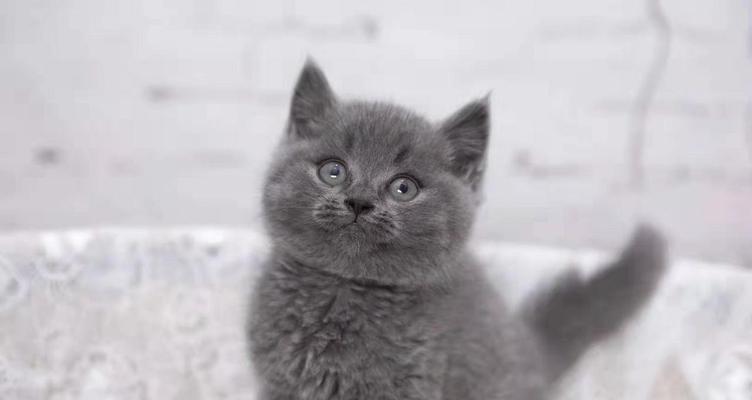 揭秘蓝猫为什么是灰色的（探究猫咪毛色背后的秘密，解释蓝猫灰色外貌的原因）