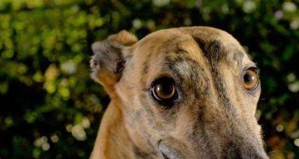 如何进行幼犬期灵缇犬的日常检查？（宠物狗健康问题处理详解，幼犬期灵缇犬的日常检查步骤）