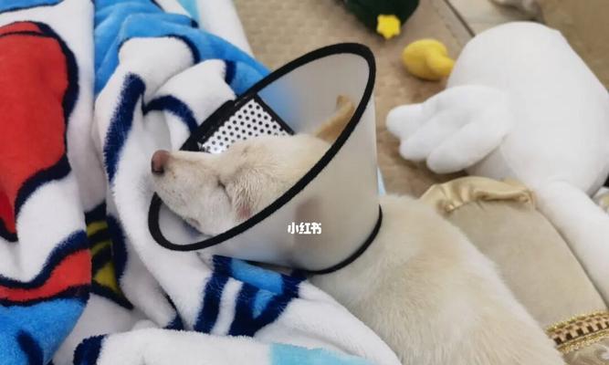 昆明犬螨虫皮肤病的防治（以宠物为主，打造健康的生活方式）