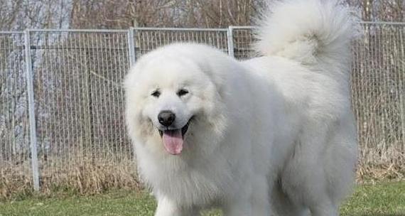 训练你的宠物犬以大白熊吠叫，增加可爱度（以大白熊吠叫为新宠物训练，让你的狗狗更萌更可爱）