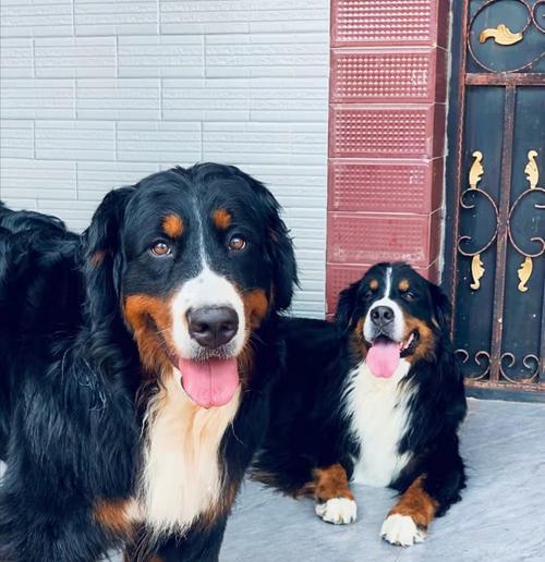 以伯恩山犬凶吗——深度探讨宠物犬种的攻击性（了解攻击性宠物的原因和预防方法，从而保障人类安全）